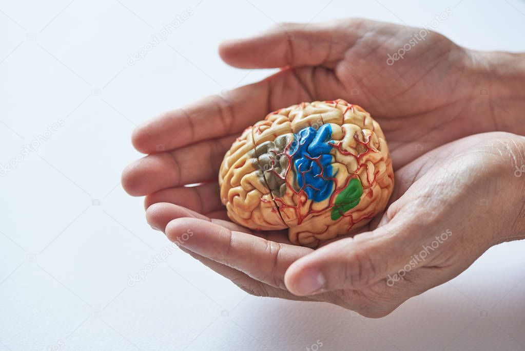 Two hands holding brain model in concept of taking care the brain