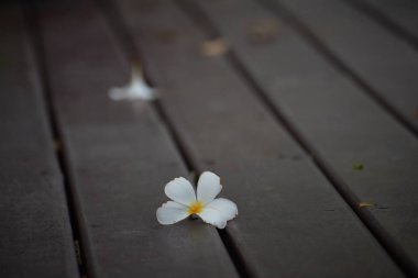 Güzel plumeria ahşap yere düşen Alba çiçekler