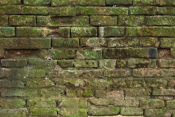 Background of green algae on old brown brick wall