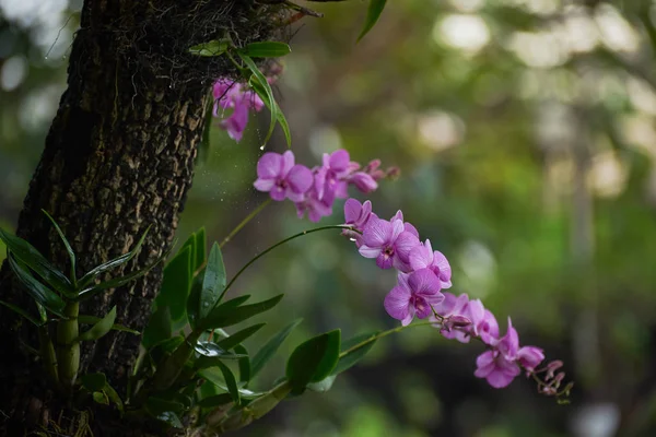 Krásné Fialové Orchideje Stromě Botanické Zahradě Kapky Vody Pavučině Zelenými — Stock fotografie