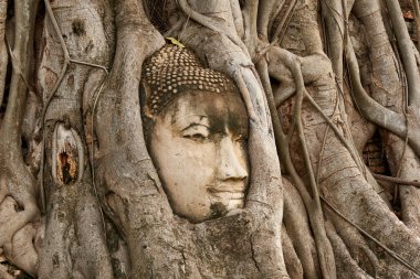 Buda kafa çevreleyen ağaç kökleri Ayutthaya tarihi Park, Tayland