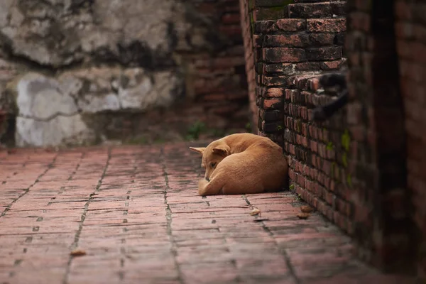 Brown Thai Dog Sleeping Temple Ayutthaya Historical Park Background Ruin — Stock Photo, Image