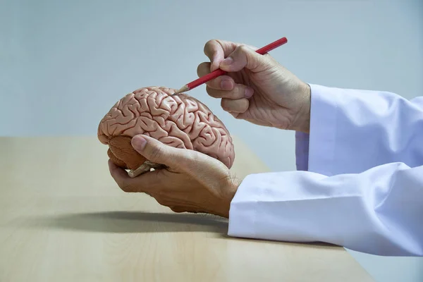医学办公室用红铅笔演示人脑模型解剖学的神经外科医生 — 图库照片