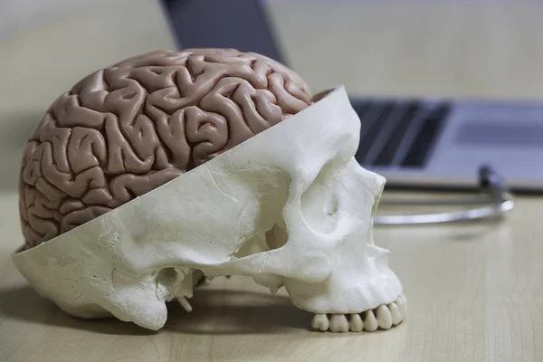 Artificiella Mänskliga Hjärnan Modell Och Skalle Läkare Skrivbord Medicinsk Klinik — Stockfoto