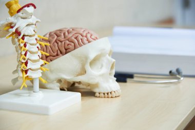 Cervical spine and brain on skull model, stethoscope and medical textbook on the desk in medical office clipart