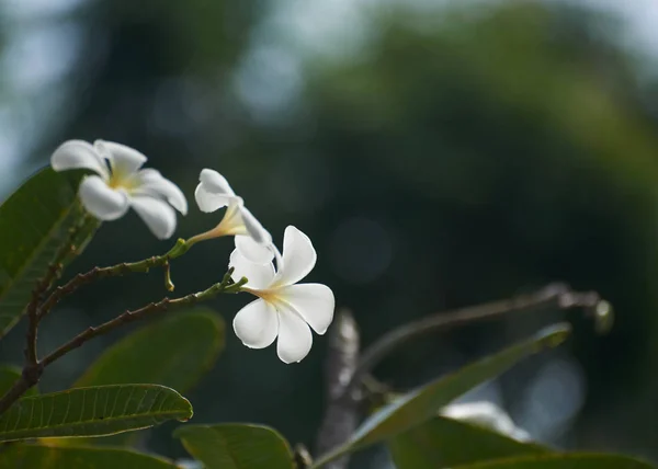 Güzel Whie Plumeria Alba Çiçekler Bokehs Arka Plan Üzerinde — Stok fotoğraf