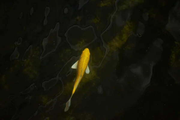 Вид Сверху Красивую Желтую Рыбу Карпа Пруду — стоковое фото
