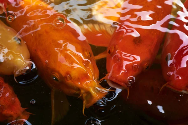오렌지의 그룹의 머리의 클로즈업 물고기 — 스톡 사진