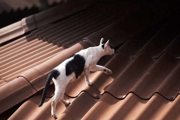 Czarno Biały Kot Chodzenie Dachu Światło Cień Dachu Domu — Zdjęcie stockowe