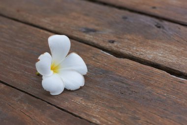 Alba çiçek ahşap zemin üzerinde beyaz bir plumeria