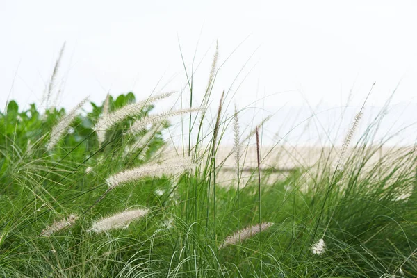 Feld Der Mission Gras Der Nähe Des Strandes Mit Verschwommenem — Stockfoto
