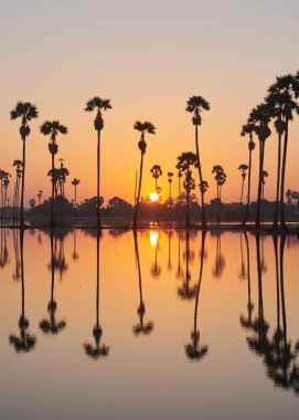 Güneş doğarken Hindistan cevizi hurma ağacı ve pirinç alan suda yansımasıdır. Açık turuncu gökyüzü arka plan.