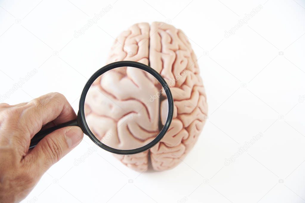 Hand holding magnifying glass investigating human brain model