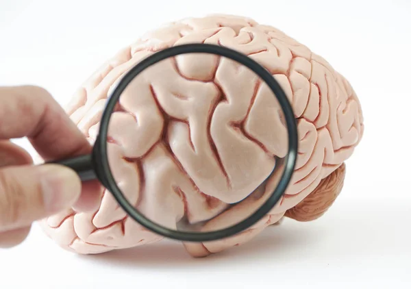 Збільшення Моделі Людського Мозку Білому Тлі Рука Тримає Збільшення Скла — стокове фото