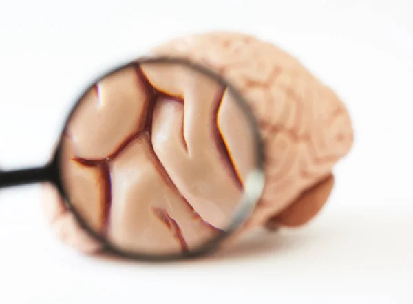 在白色背景上显示人脑模型解剖的放大镜 — 图库照片