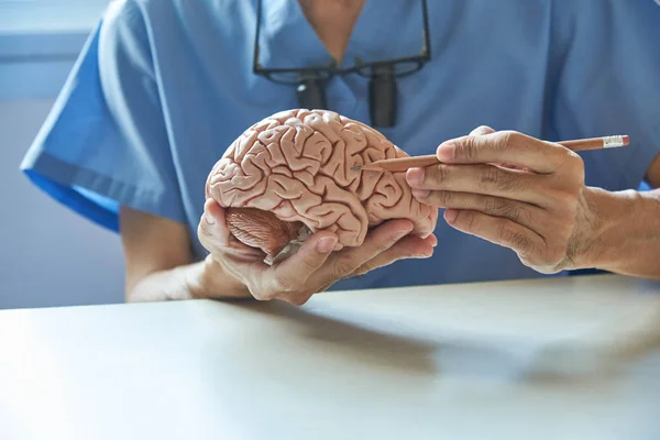 Lekarz Pomocą Ołówka Wykazania Anatomia Modelu Sztucznego Ludzkiego Mózgu Gabinecie — Zdjęcie stockowe