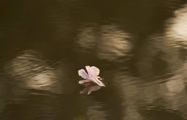 Une Belle Tabebuia Rosea Rose Tombant Dans Eau — Photo