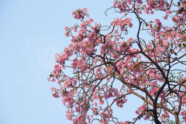Güzel pembe tabebuia rosea çiçek mavi gökyüzü arka plan üzerinde