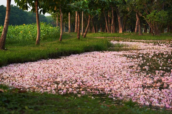 Piękny Tabebuia Rosea Kwiatów Unoszące Się Wodzie Parku Publicznym — Zdjęcie stockowe
