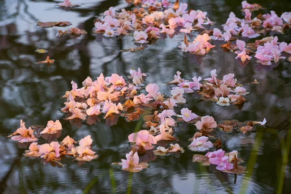 공원에서 Tabebuia — 스톡 사진