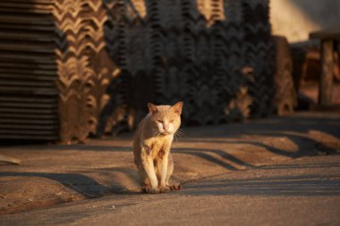 Kahverengi kedi oturma ve fayans sabah güneş ışığına karşı önünde bakarak