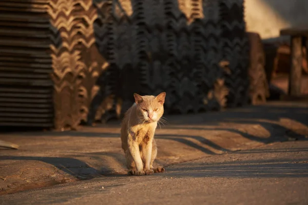 Kahverengi kedi oturma ve fayans sabah güneş ışığına karşı önünde bakarak