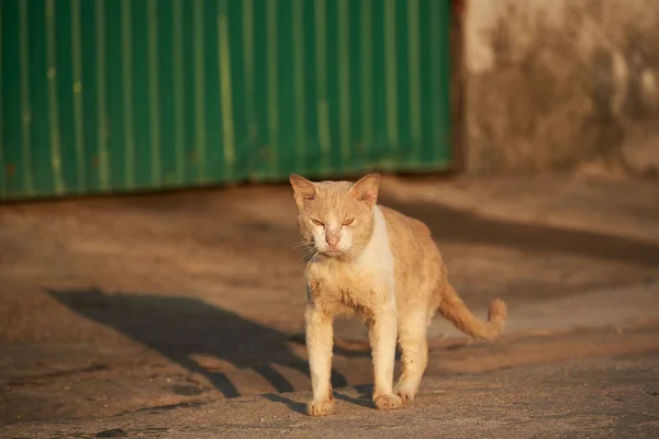 고양이 햇빛에 — 스톡 사진