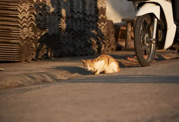 茶色の猫の座っていると朝の日差しとオートバイの近くを見つめて — ストック写真