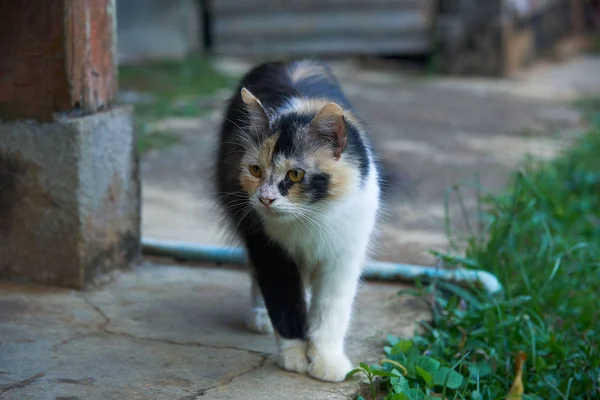 Krásná Kočka Chůze Blízkosti Starý Dřevěný Dům — Stock fotografie