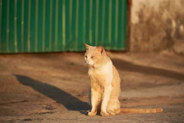Hnědá kočka sedící a ranní slunce — Stock fotografie