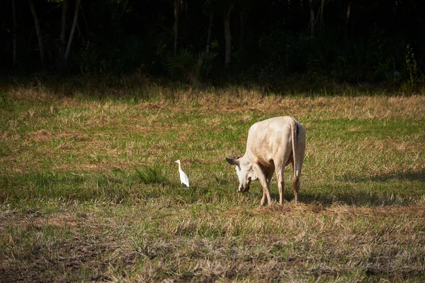 白鷺鳥と緑の野にバッファロー — ストック写真