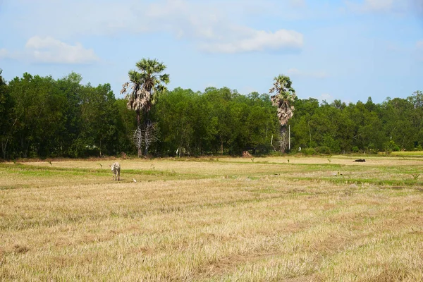 Escena rural y vida silvestre animal en la provincia de Phatthalung, Thaila —  Fotos de Stock