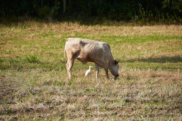 Цапля и буйвол в зеленом поле — стоковое фото