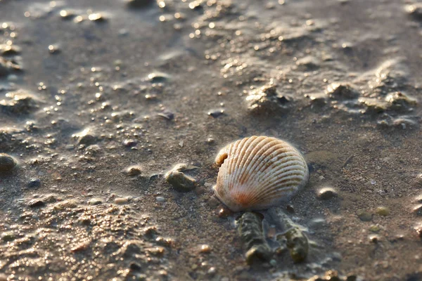 A seashell on the beach and morning sunlight — Stock Photo, Image