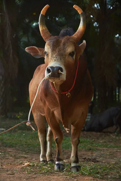 Una vaca marrón con bonitos cuernos de color —  Fotos de Stock