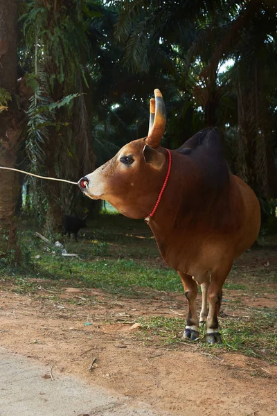Una cuerda tirando de una hermosa vaca cerca del árbol —  Fotos de Stock