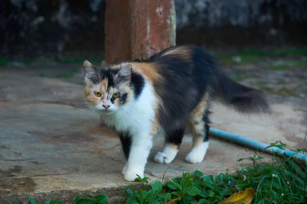 Seekor kucing coklat dan hitam yang indah terlihat lurus — Stok Foto