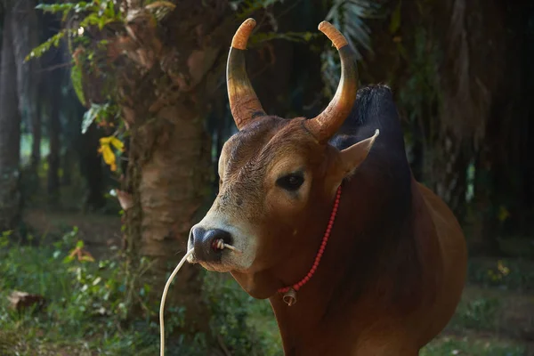 Vista de cerca de una vaca marrón con hermosos cuernos de color —  Fotos de Stock