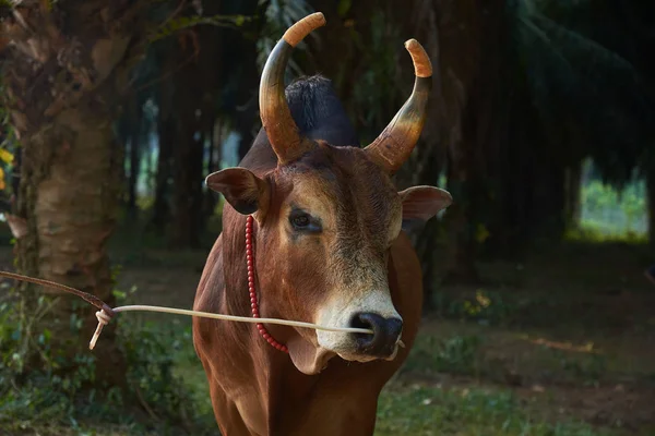 Vista de cerca de una vaca marrón con hermosos cuernos de color —  Fotos de Stock