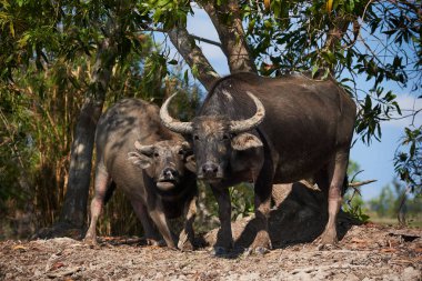 İki su bufalo kameraya seyir siyah