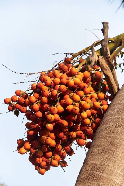 Una rama de nueces de palma de betel en el árbol — Foto de Stock