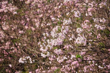 Beutiful pembe Tabebuia rosea çiçekler