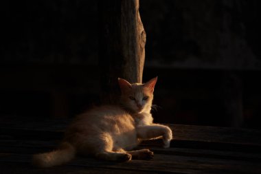 Güneş ışığı ve gölge ile yatan bir kedi