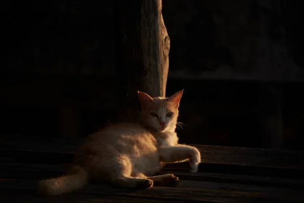 햇빛과 그림자로 누워 있는 고양이 — 스톡 사진