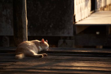Yerde uyuyan bir kedi ve sabahları güneş ışığı