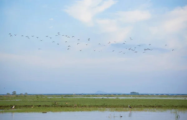 Um bando de pássaros voando no céu sobre o campo verde e lago — Fotografia de Stock