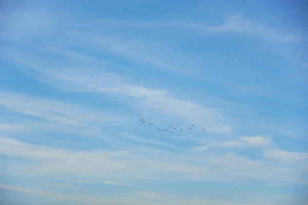 Una bandada de aves volando en el cielo — Foto de Stock