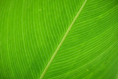 Yeşil yaprak dokusunun makrofotoğrafçılığı