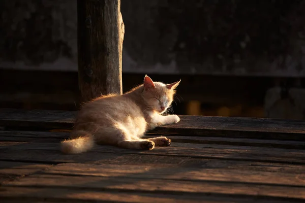 Kočka ležící na dřevěné podlaze — Stock fotografie