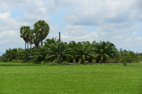 Escena del campo de arroz verde y cocoteros en el área rural —  Fotos de Stock